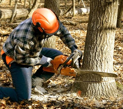 Tree Removal in Aquilla, TX